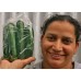 NEW SEASONS COURGETTES  500 Grams NORTHLAND Grown